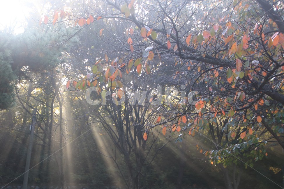 light,빛,플레어,sunlight,햇빛,빛내림,자연,nature,숲,forest,자연,풍경,nature,landscape