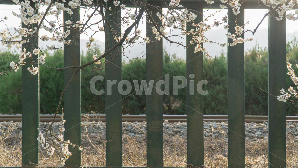 봄,매화,꽃,자연풍경,식물,한국자연풍경,봄,계절,spring,season,식물,자연,plants,nature,꽃,flower