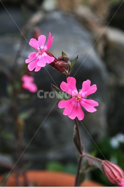 붉은장구채,석죽과,장구채류,식물,꽃,식물,자연,plants,nature,꽃,flower