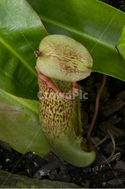 벌레잡이통풀,벌레잡이,식충식물,열대,열대식물,식물,자연,plants,nature