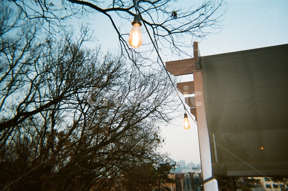 나무,빛,전구,light,tree,bulb