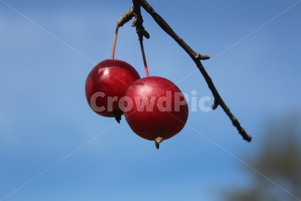 fruit,과일,apple,사과,plant,식물,과일,열매,fruit