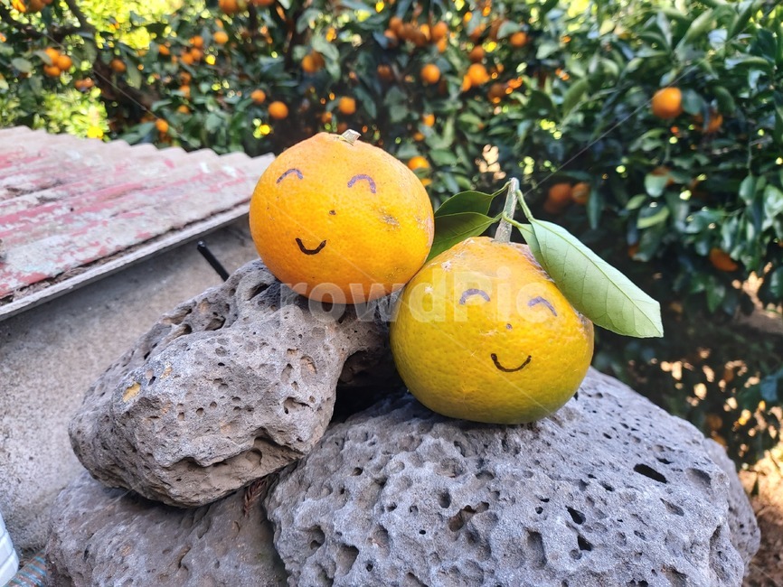 웃음,미소,스마일,주황색,과일,감귤류과일,citrusfruit,귤,orange,제주도,감귤,현무암,감귤농장,귤농장,귀여운,음식,식재료,요리,food,cook,meal,dishes,food reserves,과일,열매,fruit