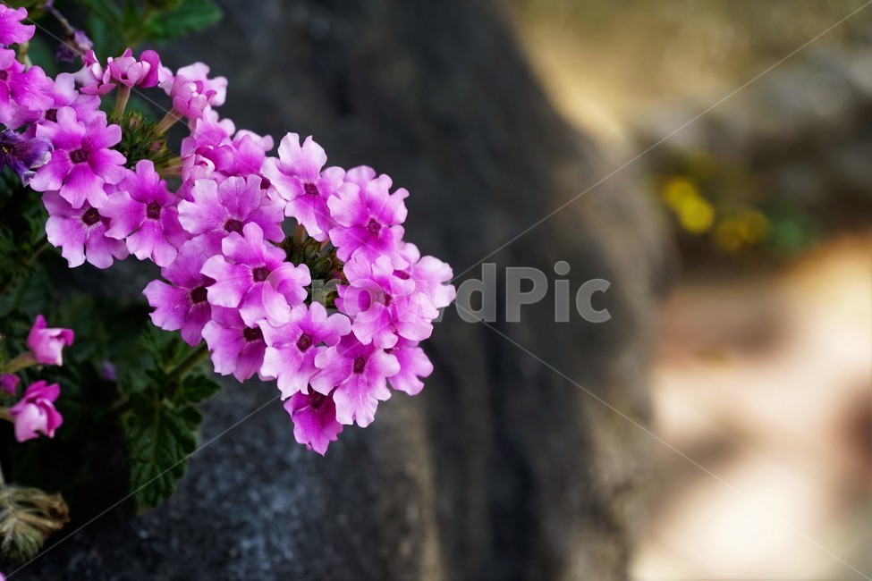 봄,꽃,꽃송이,식물,floral,flower,nature,plant,spring