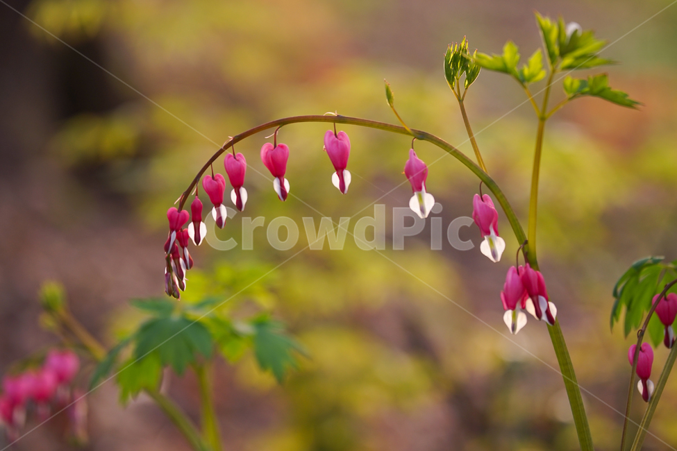 봄,뽐꽃,꽃,계절,식물,감성,자연,야생화,들꽃,식물,자연,plants,nature,꽃,flower