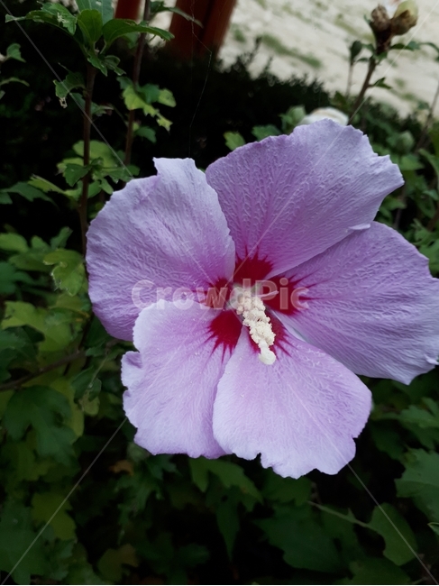 식물,plant,꽃,풀,분홍꽃,식물,자연,plants,nature,꽃,flower