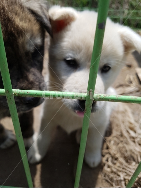 강아지,개,시골개,믹스견,새끼강아지,동물,animal,포유류,mammal,개,강아지,dog,doggy