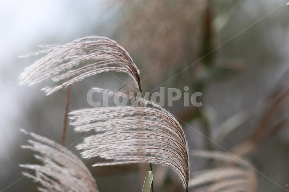 plant,식물,갈대,reed,가을,가을,계절,fall,autumn,season,grass,잔디,lawn,animal,동물,bird,새