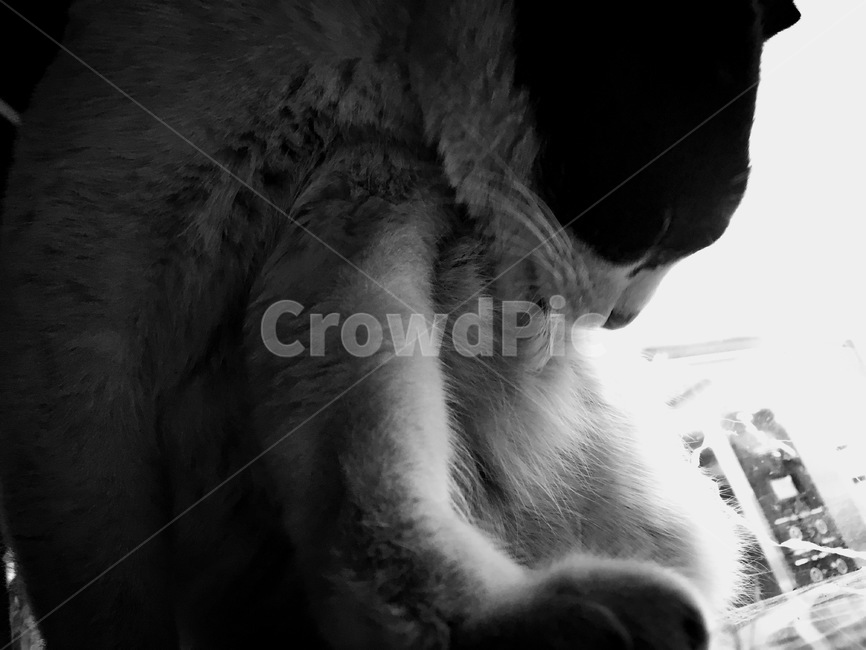 길고양이,흑백,애완동물,대비강한,고양이,동물,pat,cat,animal,동물,animal,포유류,mammal,고양이,cat,kitten,kitty,흑백,모노톤,monochrome,black and white