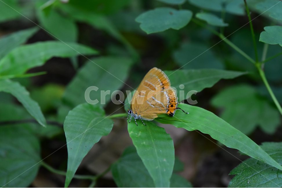 귤빛부전나비,나비,곤충,insect,자연,생태,nature,동물,animal,곤충,벌레,insect,bug