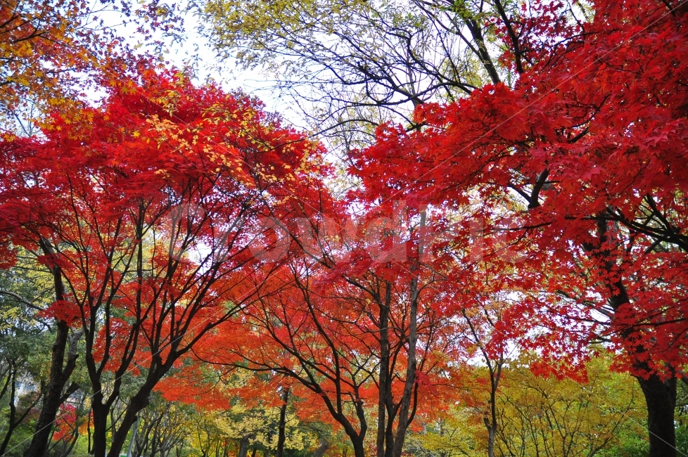 가을,서울숲,단풍나무,빨간색,자연,풍경,나무,단풍,단풍잎,붉은색,비,바람,날씨,autumn,mapletrees,maple,seoul,forrest,nature,가을,계절,fall,autumn,season,자연,풍경,nature,landscape,식물,plants,나무,trees,wood,plant,tree,leaf,잎