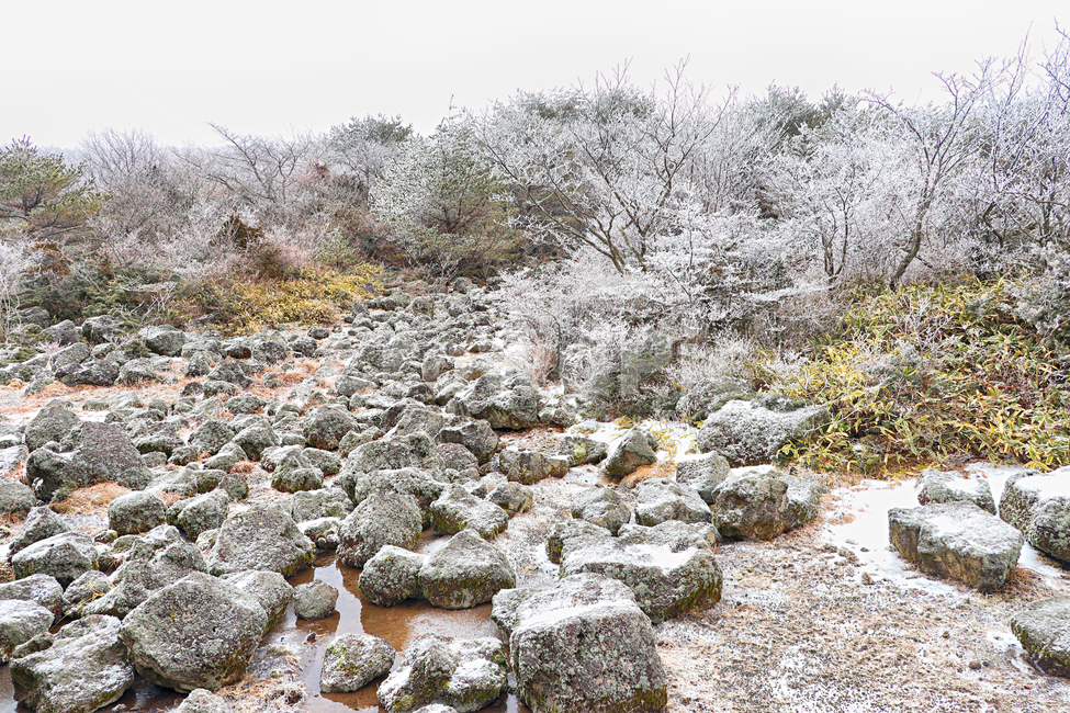 제주도,한라산,1100고지,한라산1100고지,설경,눈꽃,눈,snow,자연,nature,옥외,outdoors