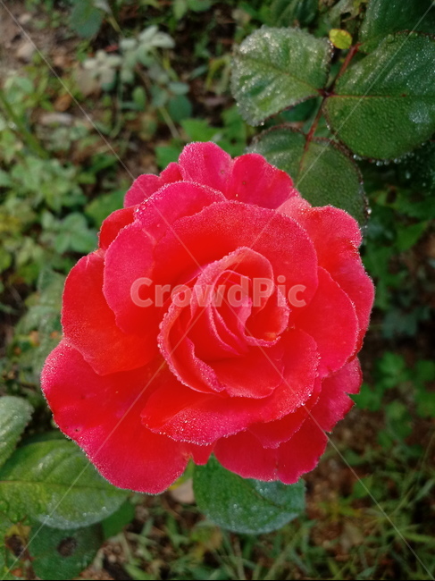 장미,꽃,식물,plant,flower,rose,식물,자연,plants,nature,꽃,flower