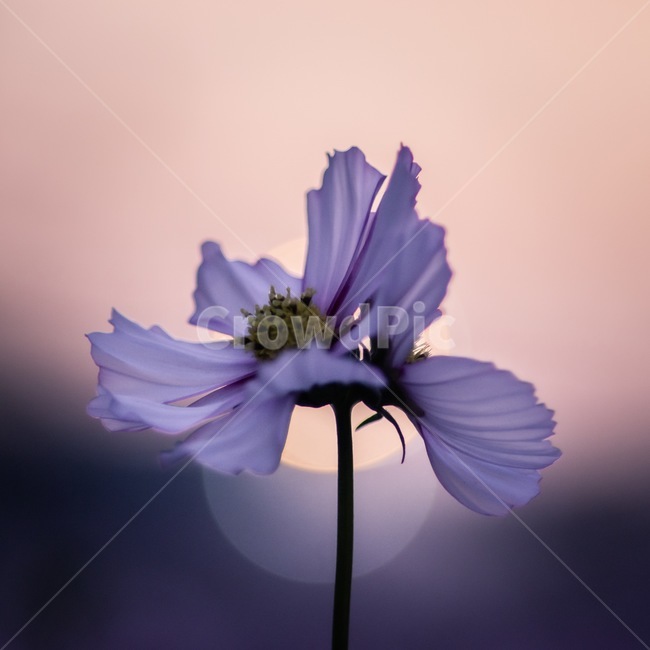 꽃,식물,코스모스,flower,plant,cosmos,일출,매직아워,sunset,magichour,가을,fall,식물,자연,plants,nature,꽃,flower