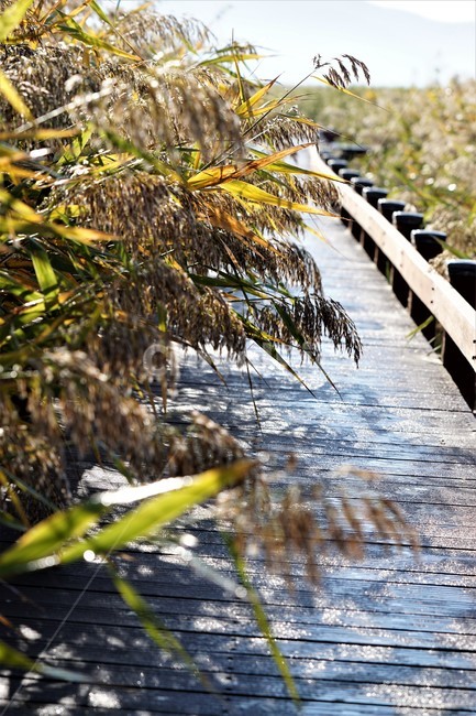 가을,갈대,자연,식물,하늘,감성,풍경,nature,fall,autumn,sky,길,빛,그림자,자연,풍경,nature,landscape,building,건물,outdoors,옥외