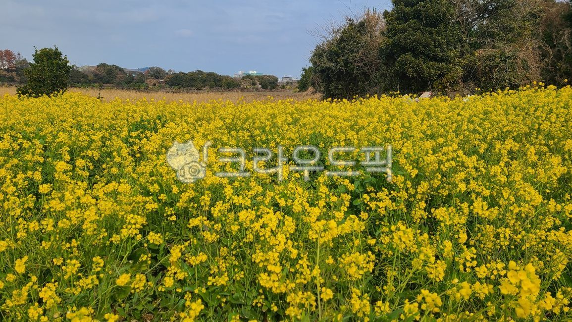 nature,jeju island,rapeblossom,flower,spring,field,Jeju rape flowers,plant,jeju,rape flower