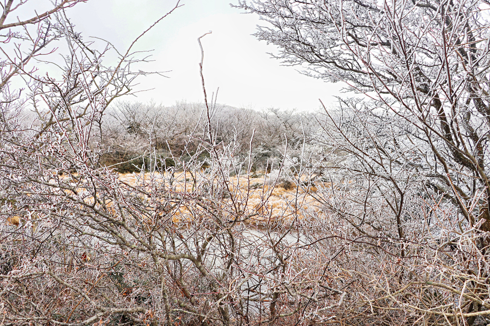 제주도,한라산,1100고지,한라산1100고지,설경,눈꽃,눈,snow,자연,옥외,outdoors,nature