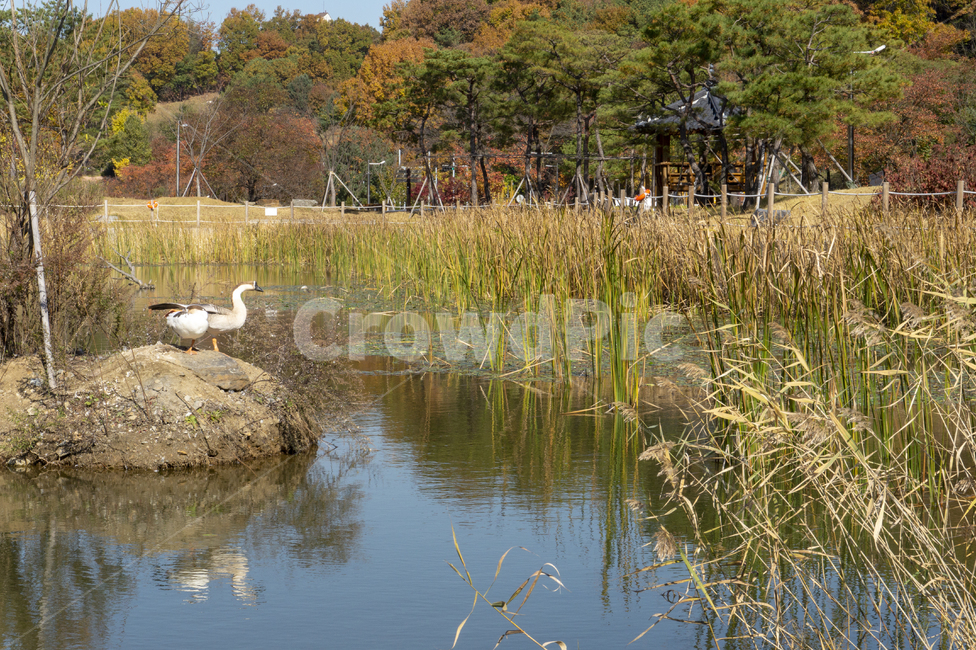 철새,거위,저수지,호수,오리,짝,가을,야생,새,가을,계절,fall,autumn,season,자연,풍경,nature,landscape,동물,animal,조류,새,birds,bird,water,물