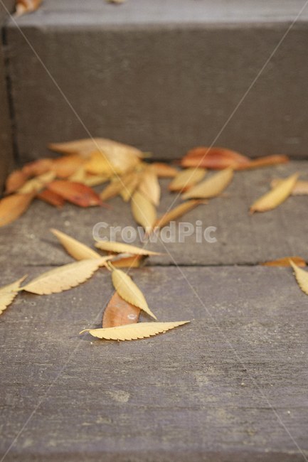 가을,단풍,낙엽,메이플,fall,가을,계절,fall,autumn,season,plant,식물,leaf,잎