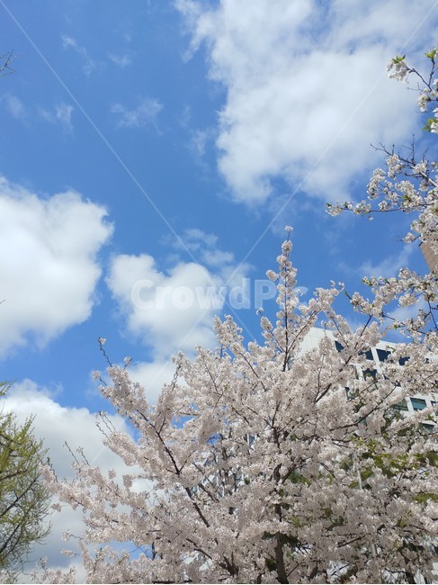 봄,벚꽃,도시,서울,여의도,건물,꽃,봄꽃,봄,계절,spring,season,식물,자연,plants,nature,꽃,flower,plant