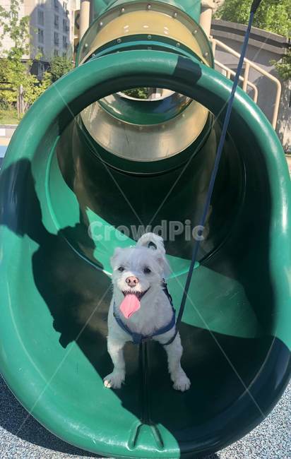 강아지,말티즈,강아지산책,강아지놀이터,dog,pet,반려견,놀이터,미끄럼틀