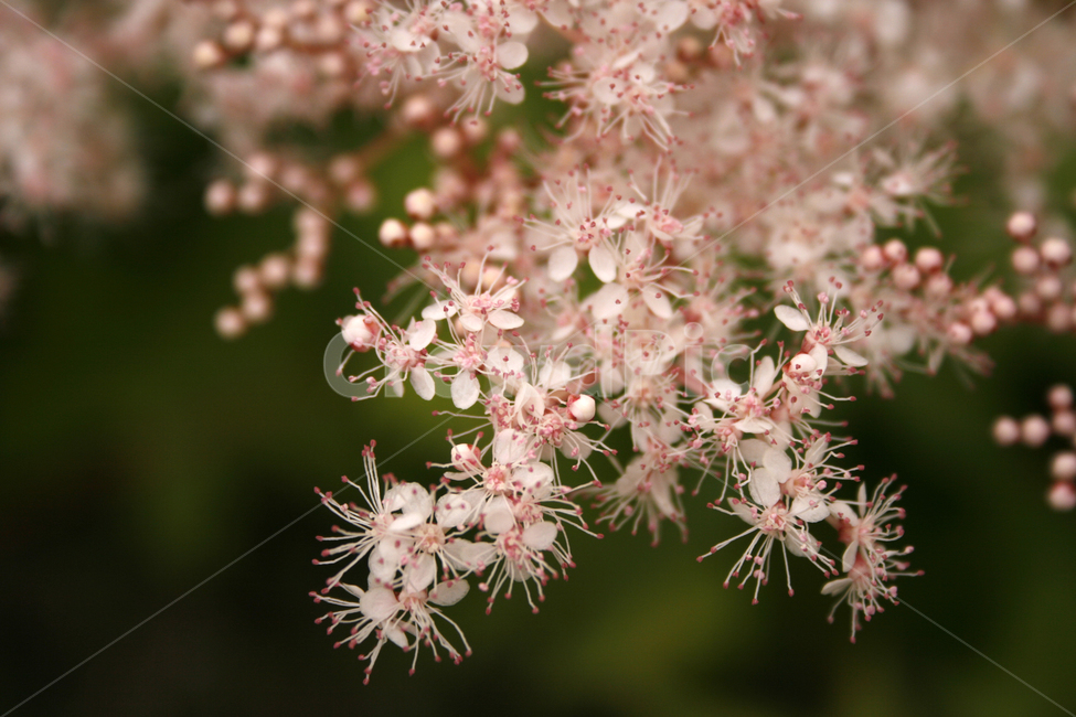 터리풀,식물,flower,plants,nature,꽃,식물,자연,plants,nature,꽃,flower