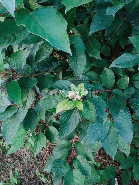 식물,plant,leaf,잎,풀