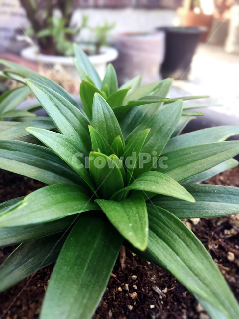 화분,어린백합,새싹,봄,접사컷,식물,자연,plants,nature