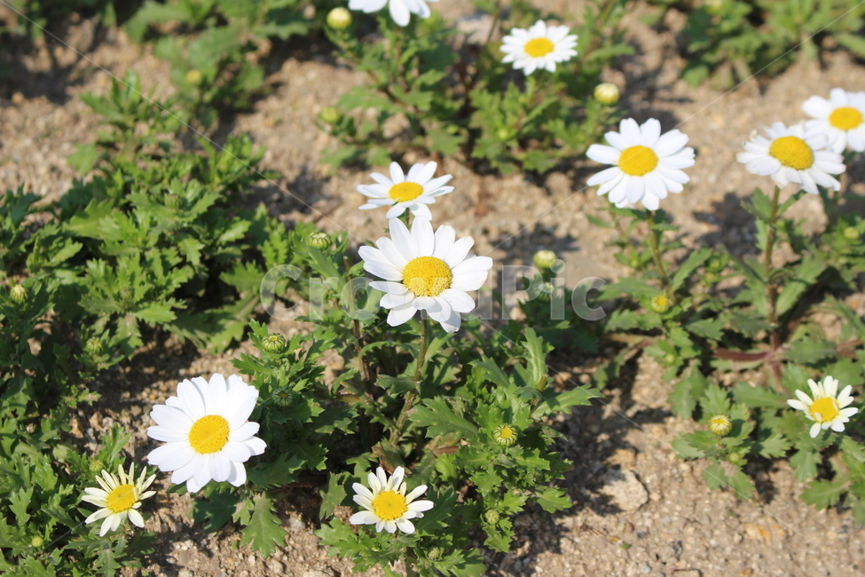 flower,식물,들꽃,plant,blossom,꽃,daisies,데이지