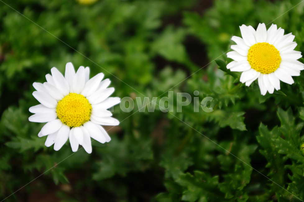 꽃,flower,식물,plant,노쓰풀,국화,식물,자연,plants,nature,꽃,flower