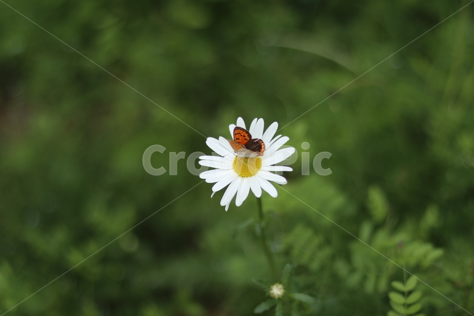 샤스타데이지,꽃,나비,봄,흰색꽃,초록,식물,자연,plants,nature,꽃,flower,동물,animal,곤충,벌레,insect,bug
