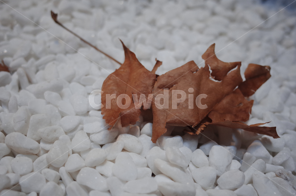leaf,잎,plant,식물,tree,나무,낙엽,자갈