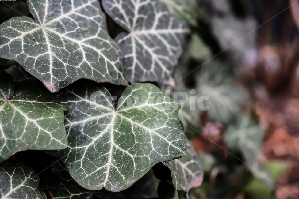 leaf,잎,식물,plant,덩쿨