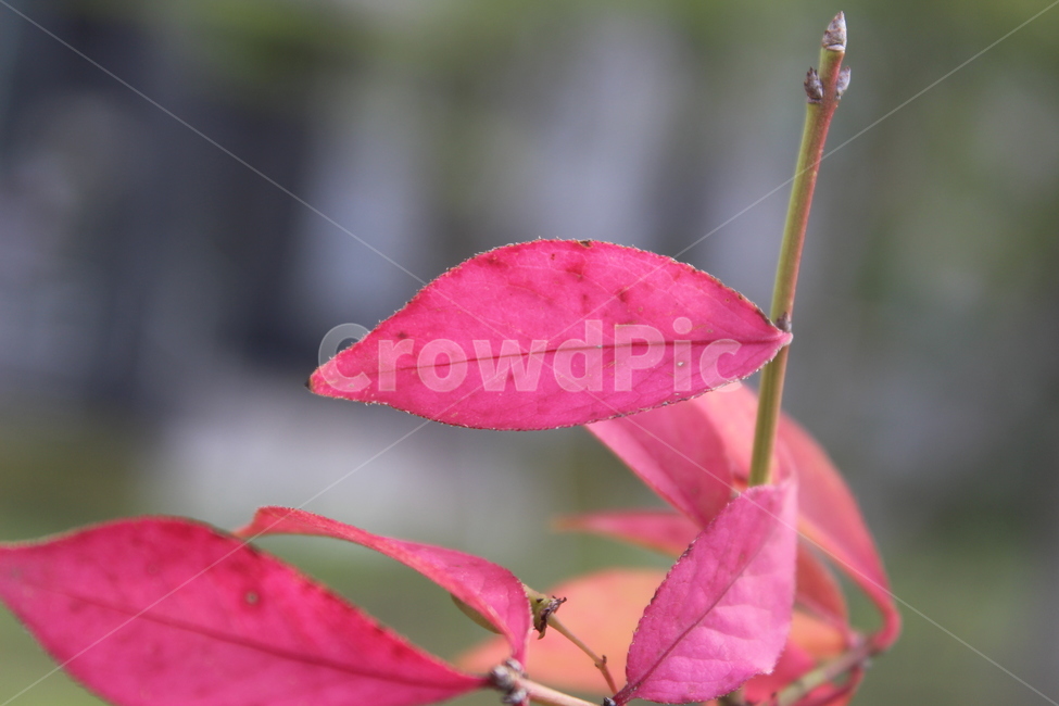 plant,식물,leaf,잎,단풍,식물,자연,plants,nature