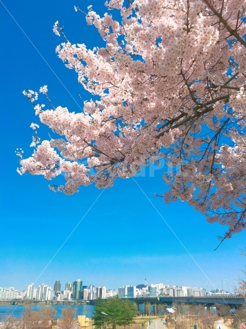 꽃,벚꽃,cherryblossom,한강벚꽃축제,여의나루,꽃사진,flower,flowers,식물,자연,plants,nature,도시,풍경,city,landscape,봄,계절,spring,season,꽃,flower,plant