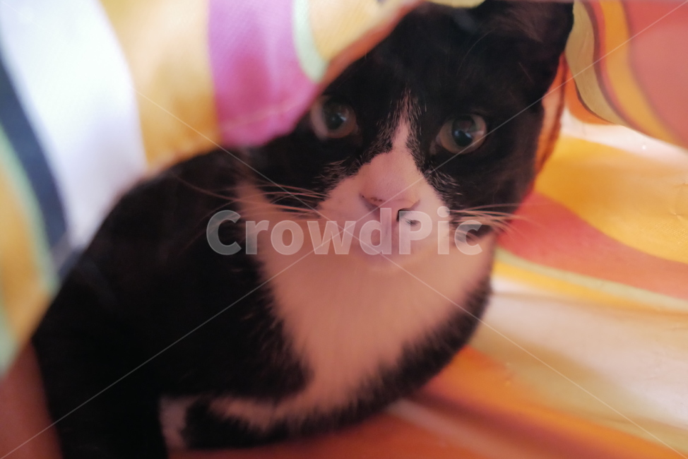 고양이,개냥이,애교,표정,얼굴,호기심,동물,귀여운,동물,animal,포유류,mammal,고양이,cat,kitten,kitty