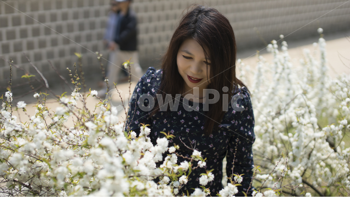경복궁,꽃무늬원피스,꽃,미씨,여자,봄,사람,인물,인간,human,person,여성,여자,woman,female,lady
