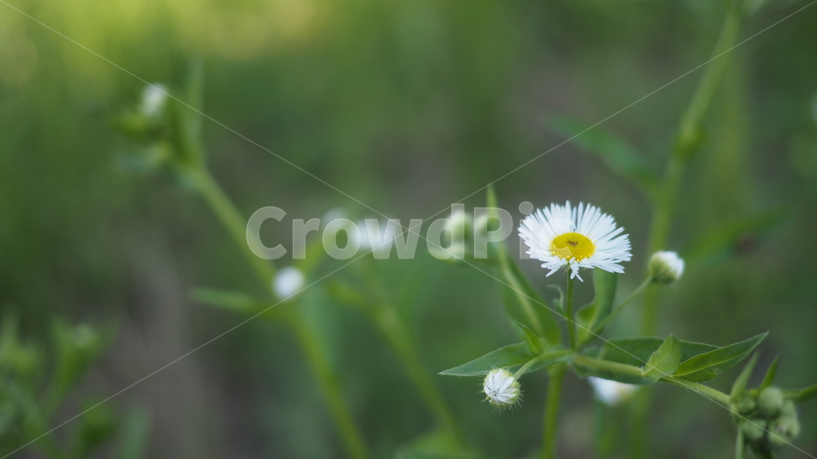 야생화,꽃,아웃포커스,하얀꽃,개망초,wildflower,식물,자연,plants,nature,꽃,flower
