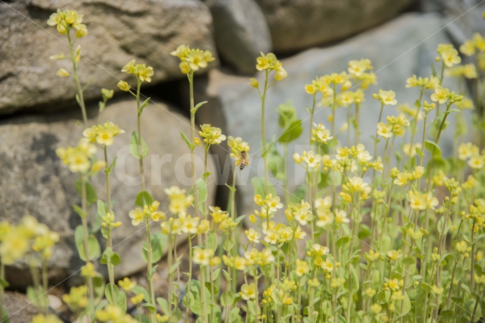 봄,봄꽃,풍경,노랑,벌,꿀벌,시골,식물,자연,plants,nature,동물,animal,곤충,벌레,insect,bug,꽃,flower
