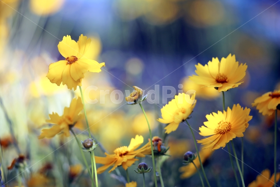 금계국,상쾌한기분,야생화,황금빛,불광천,식물,자연,plants,nature,꽃,flower