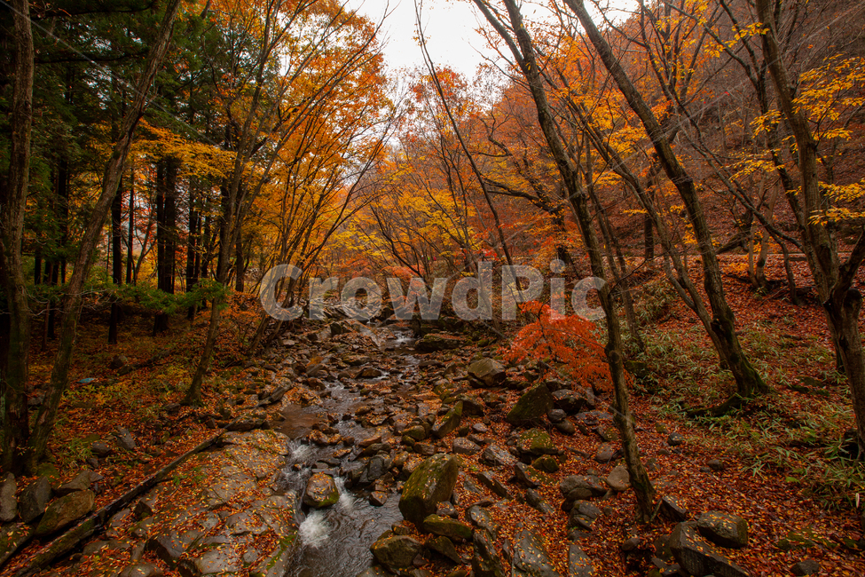 가을,단풍,풍경,노란색,빨간색,자연,단풍풍경,계곡,가을,계절,fall,autumn,season,tree,나무,plant,식물,leaf,잎