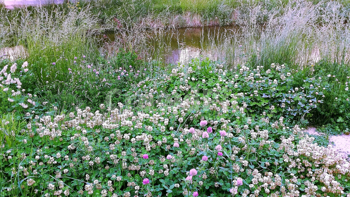 식물,꽃,네잎크로바,야생화,봄,산책길,식물,자연,plants,nature,꽃,flower