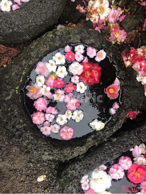 꽃,flower,꽃잎,낙화,faded