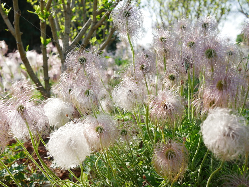 꽃,할미꽃,plant,flower,식물,식물,자연,plants,nature