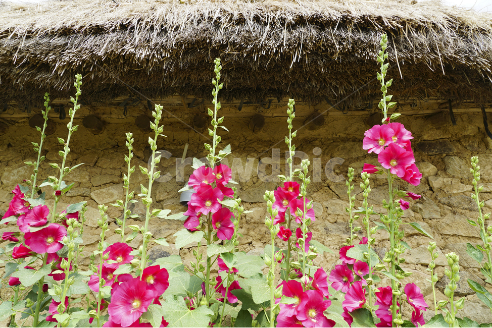 가을,풍경사진,접시꽃,꽃,초가집,Landscape,Autumn,fall,flower,thatchedroofhouses,hollyhock,한국전통,한국문화,korean traditional,korean culture,식물,자연,plants,nature,꽃,flower