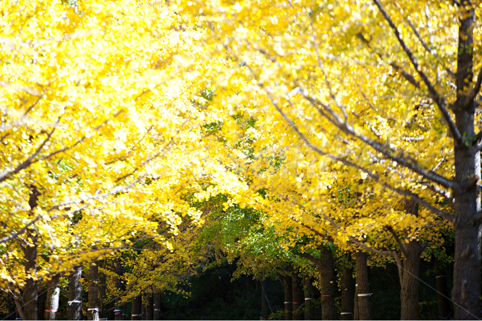 은행나무,은행잎,노랑,은행,햇빛,가을,계절,fall,autumn,season,tree,나무,plant,식물,maple,단풍
