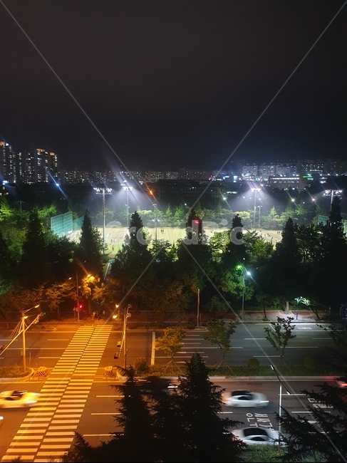 야경,도로,건널목,횡단보도,가로등,가로수,조명,야구장