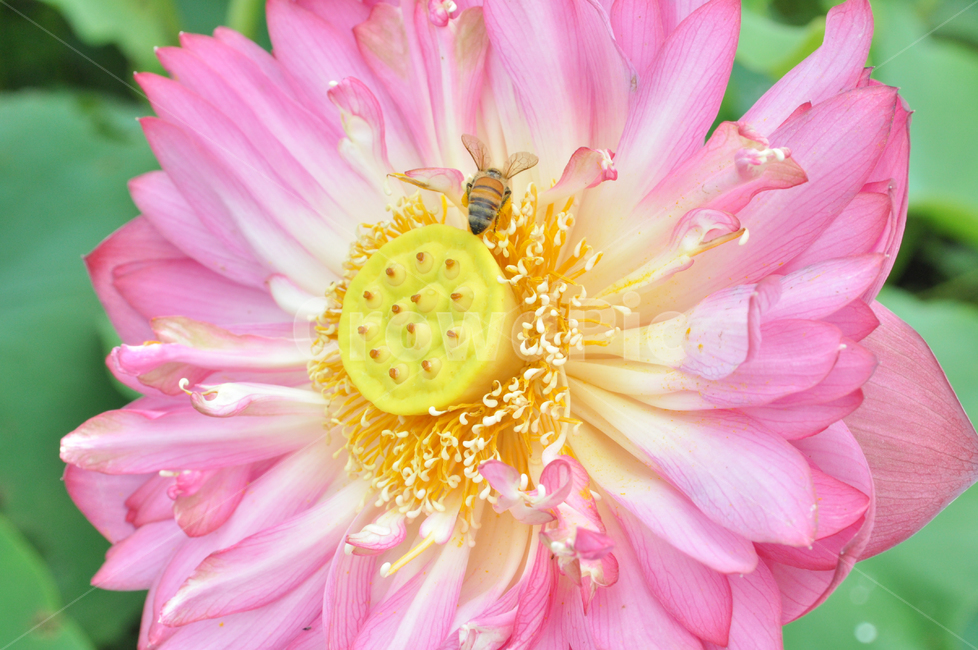 연꽃,lotus,연못,꽃,연잎,여름꽃,자연,flower,pond,안압지,연꽃단지,꿀벌,벌,식물,자연,plants,nature,꽃,flower