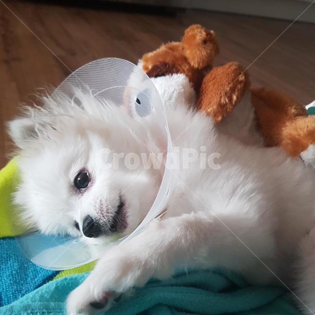 반려견,강아지,귀여운강아지,반려동물,강아지눈,개,dog,동물,animal,포유류,mammal,개,강아지,dog,doggy