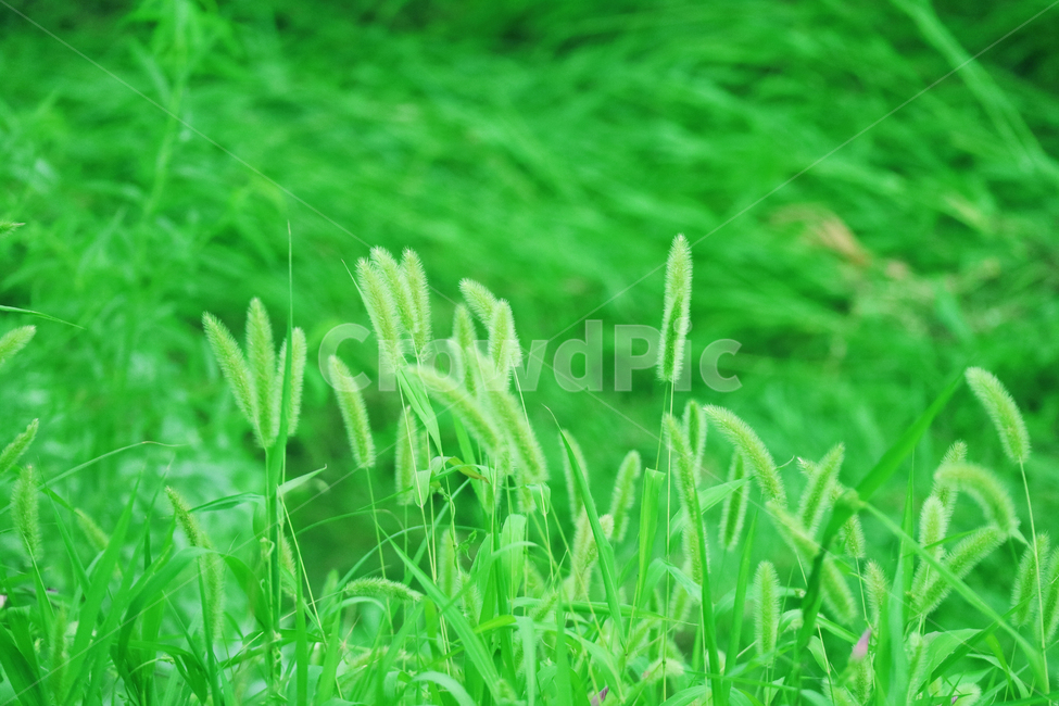 강아지풀,식물,풀,풀밭,수풀,잡초,초록,여름,자연,식물,자연,plants,nature